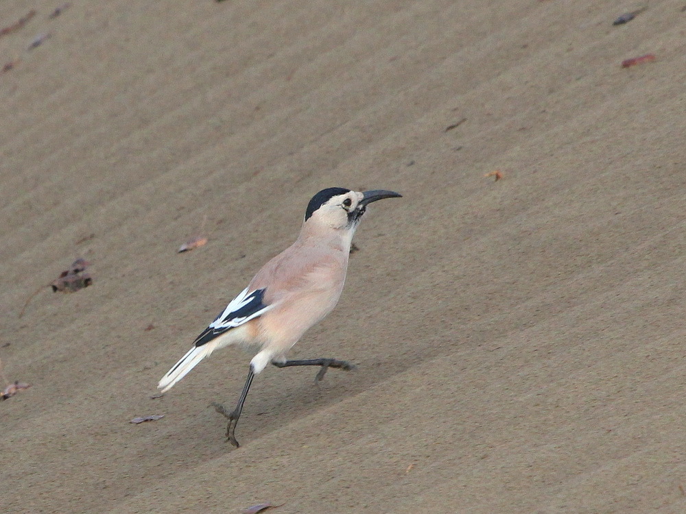 Xinjiang Ground-Jay illustration