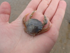 Liocarcinus vernalis