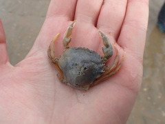 Liocarcinus vernalis