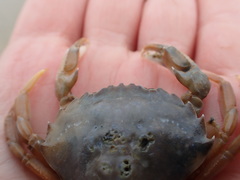 Liocarcinus vernalis