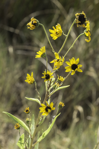 paradox sunflower (Helianthus paradoxus)