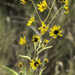 Pecos Sunflower - Photo no rights reserved, uploaded by Craig Martin