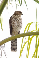 Accipiter cooperii