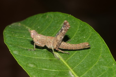Chorotypidae