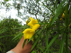Cascabela thevetioides