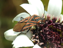 Spilostethus rivularis
