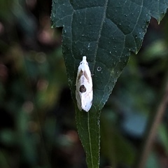 Aethes angustana