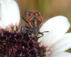 Spilostethus rivularis