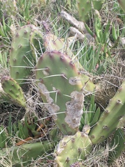 Opuntia megapotamica