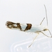 Cherry Shoot Borer Moth - Photo (c) Ilona L, some rights reserved (CC BY-NC-SA)