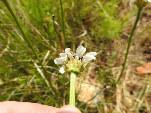 Image of Callilepis leptophylla by (c) Matthew Fainman, some rights reserved (CC BY)