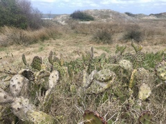 Opuntia megapotamica