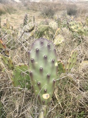 Opuntia megapotamica
