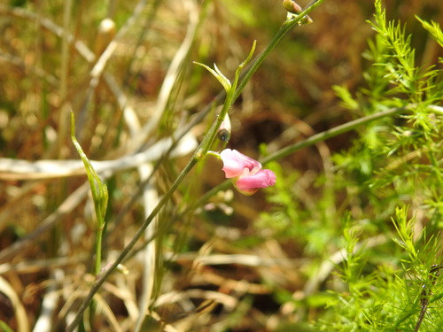 Image of Dolichos angustifolius by (c) Matthew Fainman, some rights reserved (CC BY)