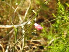 Dolichos angustifolius