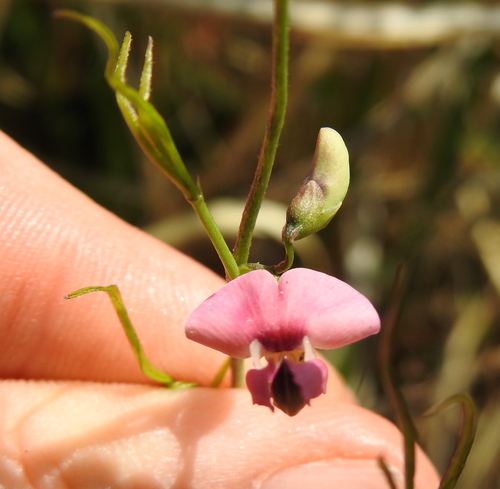 Image of Dolichos angustifolius by (c) Matthew Fainman, some rights reserved (CC BY)