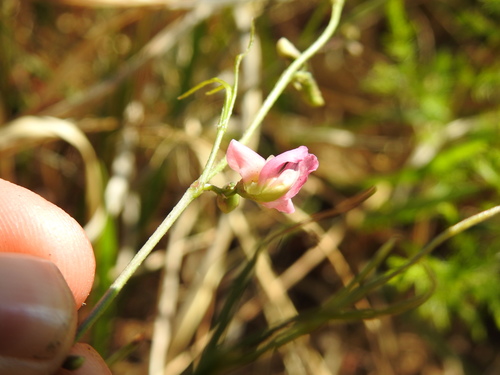 Image of Dolichos angustifolius by (c) Matthew Fainman, some rights reserved (CC BY)