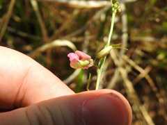 Dolichos angustifolius