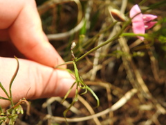 Dolichos angustifolius