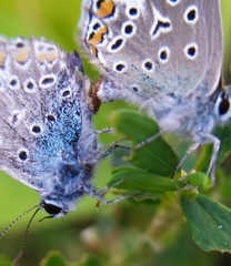 Polyommatus