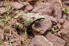 Hyla wrightorum