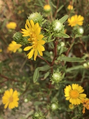 Grindelia stricta angustifolia