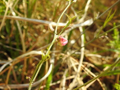 Dolichos angustifolius