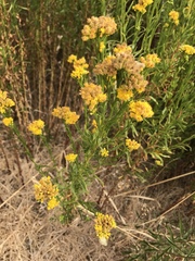 Grindelia stricta angustifolia