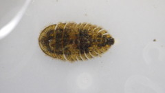Ectopria nervosa