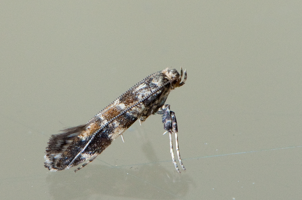 Gracillaria