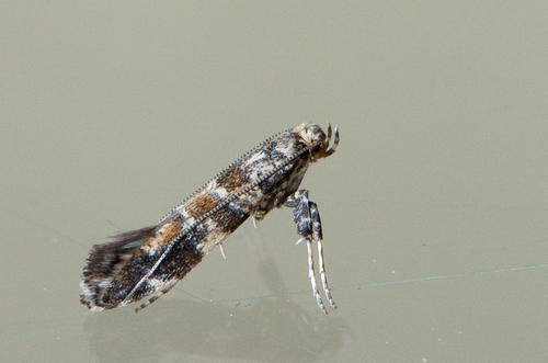 Lilac Leafminer Moth