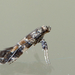 Lilac Leafminer Moth - Photo (c) Thijs  Calu, some rights reserved (CC BY-NC-ND)