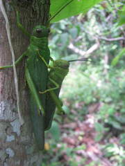 Tropidacris cristata grandis