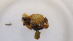 Glossosoma