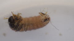 Glossosoma