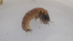 Glossosoma