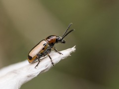 Crioceris paracenthesis