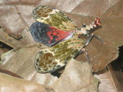Phrictus diadema