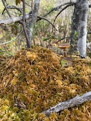 Sphagnum flavicomans