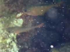 Pempheris rhomboidea