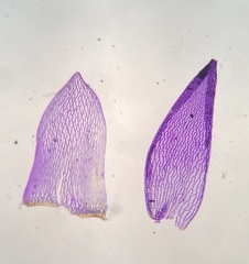 Sphagnum flavicomans