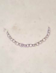 Sphagnum flavicomans