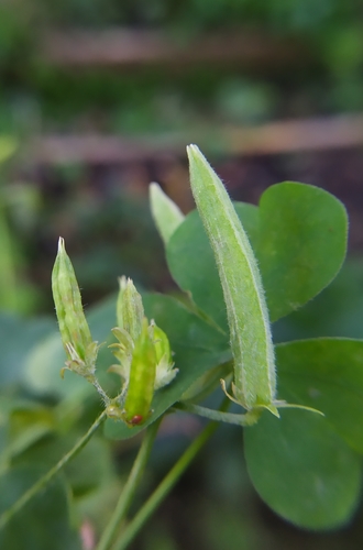 Oxalis dillenii