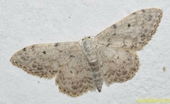 Idaea camparia