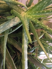 Aloe ellenbeckii
