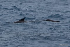Globicephala melas