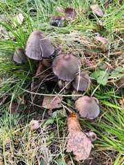 Coprinopsis acuminata