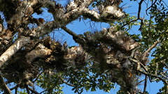 Drynaria quercifolia