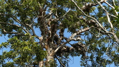 Drynaria quercifolia