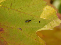 Orthocentrinae